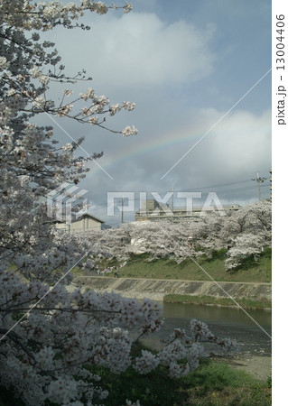 京都川端通り沿いの桜-2 京都川端通り沿いの桜-2 13004406