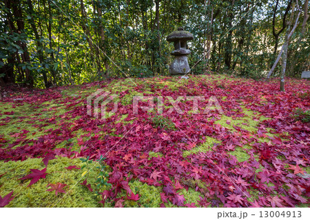 散紅葉 13004913