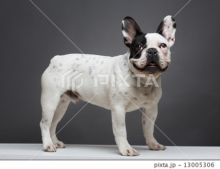 French bulldog 13005306