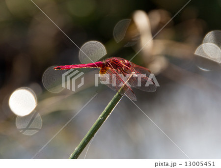 Big red dragonfly sits on a sunny day on the stem. 13005451