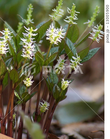 ひっそりと咲く山野草:ヒトリシズカ(一人静) ひっそりと咲く山野草:ヒトリシズカ(一人静) 13005900