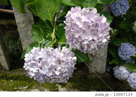 水色・薄紫色のアジサイ(和歌山県東牟婁郡那智勝浦町) 水色・薄紫色のアジサイ(和歌山県東牟婁郡那智勝浦町) 13007114