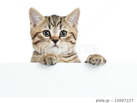 Pretty kitten peeking out of a blank sign Pretty kitten peeking out of a blank sign 13007227