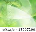 新緑のエコイメージ 13007290