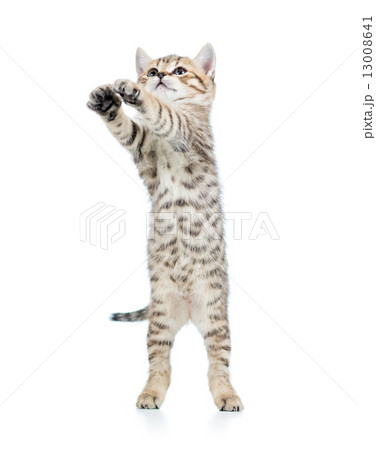 playful scottish kitten l isolated on white 13008641
