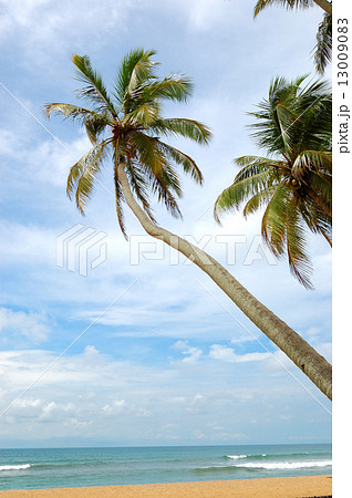Palm trees on the beach and turquoise water of Indian Ocean, Ben Palm trees on the beach and turquoise water of Indian Ocean, Ben 13009083