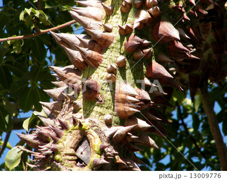 Yehud Chorisia speciosa trunk 2010 Yehud Chorisia speciosa trunk 2010 13009776