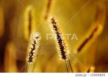 夕日に輝くねこじゃらし 夕日に輝くねこじゃらし 13009805