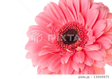 Pink gerbera flower Pink gerbera flower 13009975