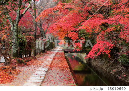 京都 哲学の道の紅葉 京都 哲学の道の紅葉 13010640