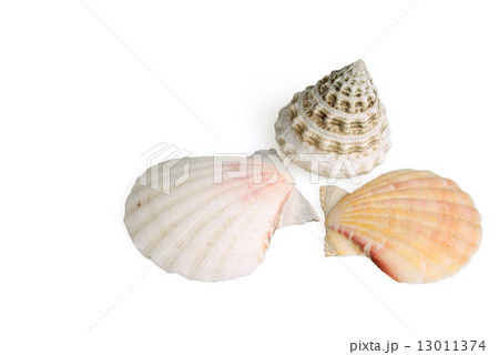 Seashells on white background Seashells on white background 13011374