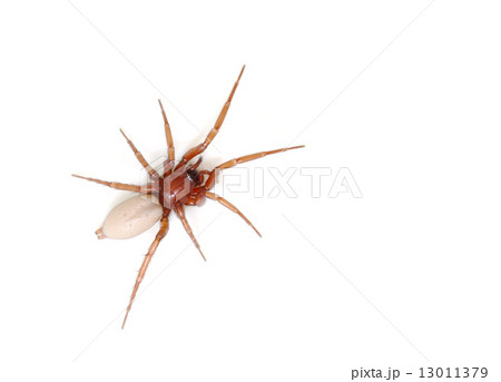 Spider isolated on white background Spider isolated on white background 13011379