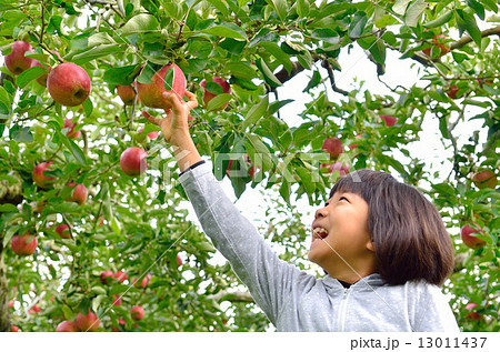 リンゴ狩りを楽しむ女の子 13011437