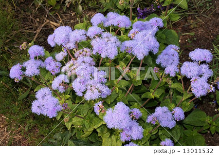 アゲラタム アゲラタム 13011532