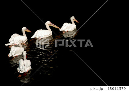 A group of pelicans with reflection on the water 13011579