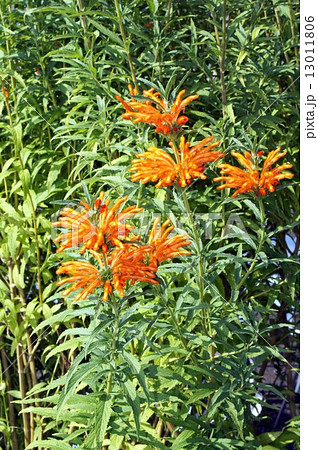 レオノティス 13011806