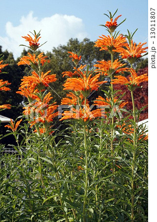 レオノティス レオノティス 13011807