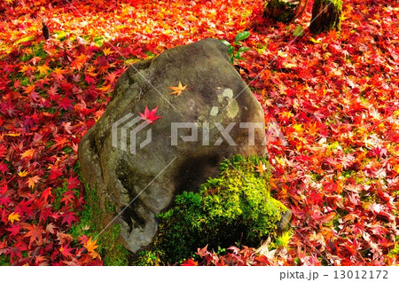 紅葉の京都 永観堂 紅葉の京都 永観堂 13012172