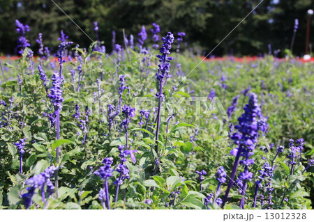 ブルーサルビア 13012328
