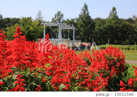 サルビアの花の咲く風景 13012340