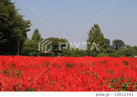 サルビアの花の咲く風景 サルビアの花の咲く風景 13012341