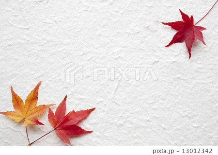 楓と和紙 13012342