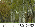 白樺並木 13012452