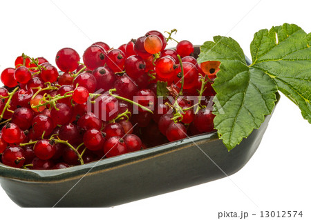 Red currant 13012574