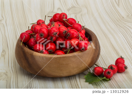 Hawthorn 13012926