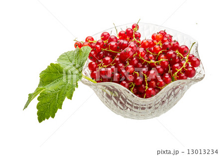 Red currant 13013234