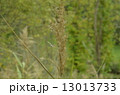 ススキの穂 13013733