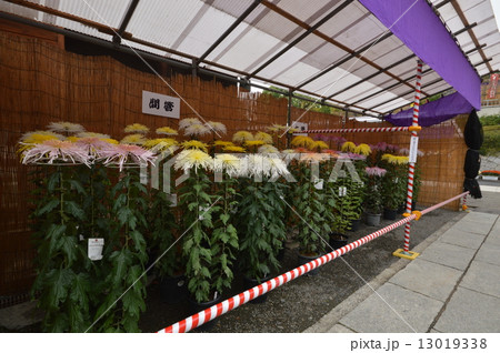 高幡不動尊菊まつり　日野市 13019338