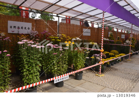 高幡不動尊菊まつり　日野市 13019346