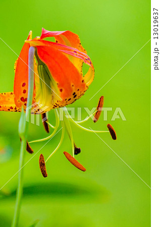 wild orange lilies 13019637