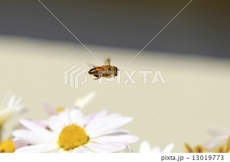 ハナアブ 13019773