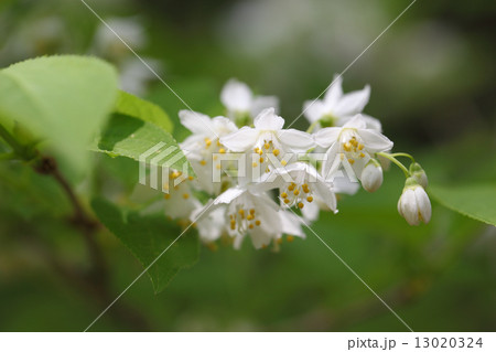 アオコウツギの花 13020324