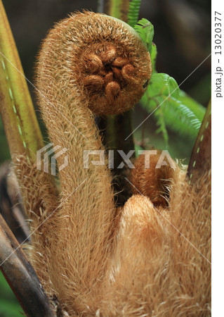 自然 植物 ヒカゲヘゴ、巨大なシダ植物で石垣島では『バラビ』と呼んでいます。これ、結構おいしいです② 自然 植物 ヒカゲヘゴ、巨大なシダ植物で石垣島では『バラビ』と呼んでいます。これ、結構おいしいです② 13020377