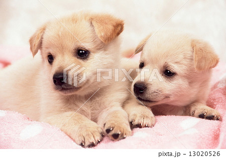 かわいい子犬の写真素材