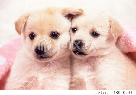 かわいい子犬 かわいい子犬 13020543