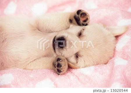 かわいい子犬 13020544