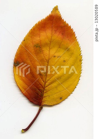 紅葉 13020589