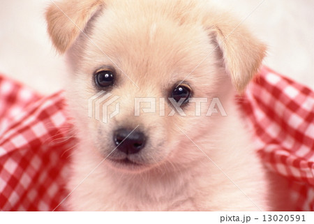 かわいい子犬 13020591