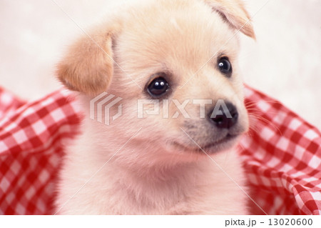 かわいい子犬の写真素材