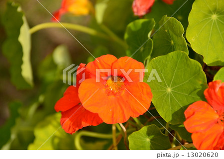 赤い花金蓮花 13020620