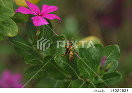 生き物 昆虫 ヤエヤマアシナガバチ、大人しいハチかと思っていましたがネットでは危険と書かれています 生き物 昆虫 ヤエヤマアシナガバチ、大人しいハチかと思っていましたがネットでは危険と書かれています 13020623