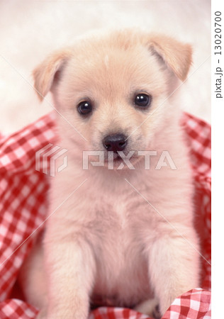 かわいい子犬 かわいい子犬 13020700