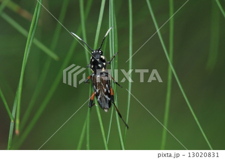 生き物　昆虫　ヤエヤマムネマダラトラカミキリ、背中の波型模様のためかパッと見ヒメバチのように見えます 13020831
