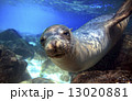 Curious sea lion underwater 13020881