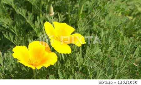 16:9 カリフォルニア・ポピー(ビタミンカラーの花菱草) 16:9 カリフォルニア・ポピー(ビタミンカラーの花菱草) 13021050