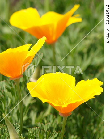 カリフォルニア・ポピー(ビタミンカラーの花菱草) カリフォルニア・ポピー(ビタミンカラーの花菱草) 13021052